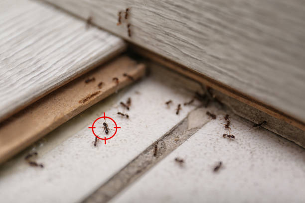 Best Emergency Pest Control  in Pleasant Garden, NC